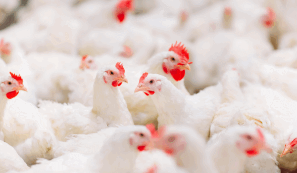 Case Study: New Conveyor Chain  Doubles Product Life